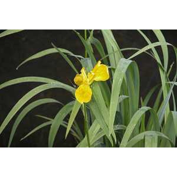 Iris Pseudacorus nelle Risorgive. Foto: Archivio del Corpo forestale regionale - Stefano Fabian