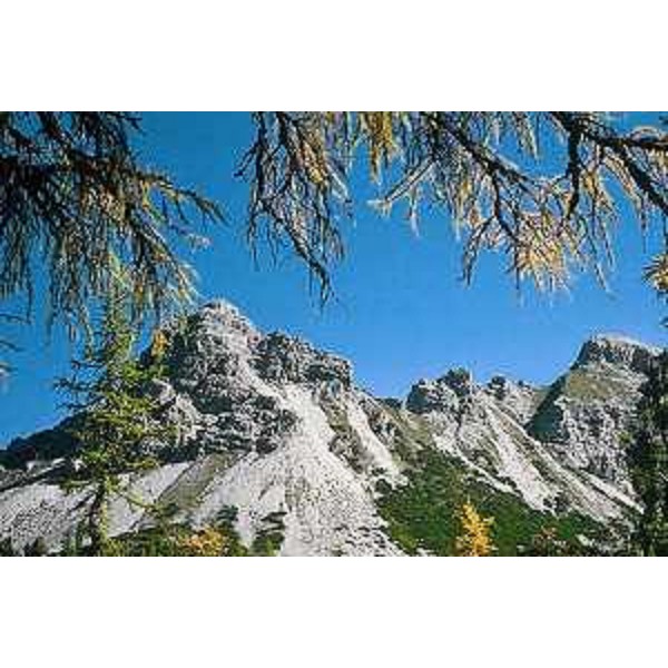 Campoross in Alta Val Cimoliana. Foto: Archivio del Corpo forestale regionale - Marco Pradella
