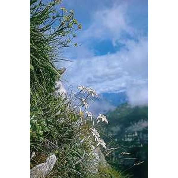 Stelle Alpine. Foto: Archivio del Corpo forestale regionale - Alessandro Di Daniel