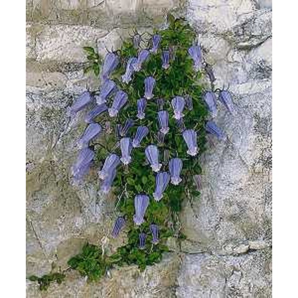 Campanula Zoysii. Foto: Archivio del Corpo forestale regionale - Franco Musi