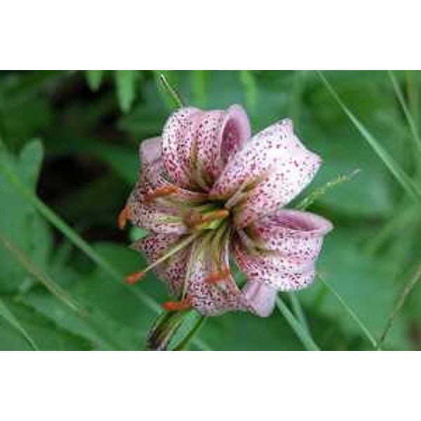 Lilium Martagon. Foto: Archivio del Corpo forestale regionale 