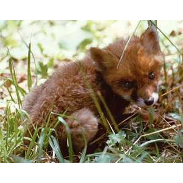 Cucciolo di Volpe. Foto: Archivio del Corpo forestale regionale - Fulvio Genero