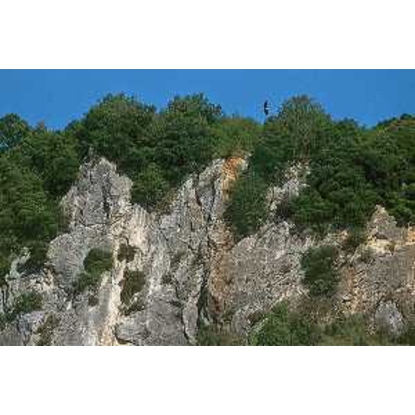 Formazioni di Leccio su pareti calcaree esposte a Sud. Foto: Archivio del Corpo forestale regionale 