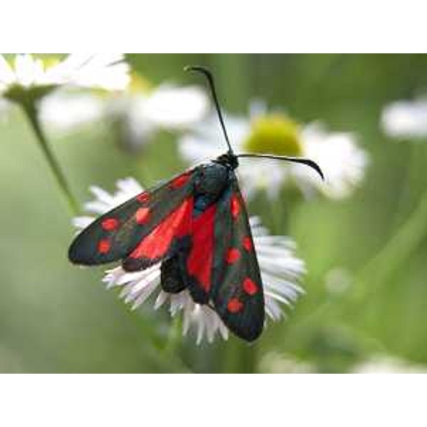 Zygaena sp. Foto: Archivio del Corpo forestale regionale - Fulvio Genero 