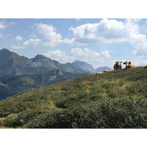 Malga