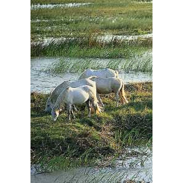 Cavalli bradi di Razza Camargue. Foto: Archivio del Corpo forestale regionale - Lorenzo Fogale