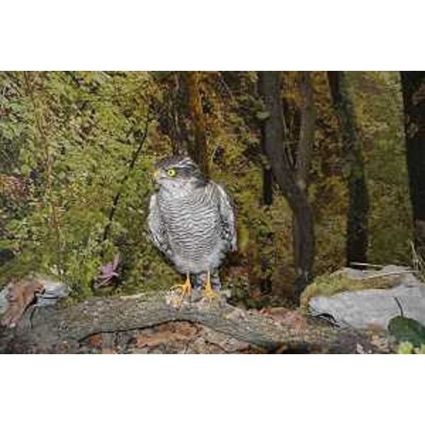 Diorama al Centro didattico naturalistico di Basovizza (Trieste) – 14/08/2015