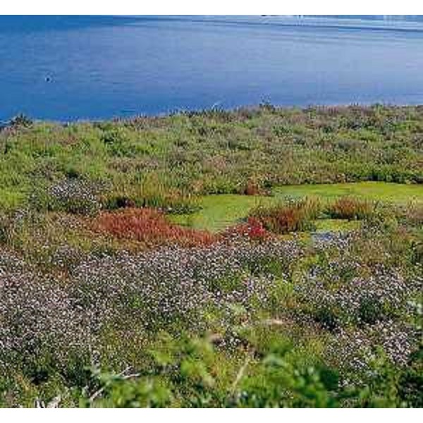 Fioritura di Limonium sp. sulle barene. Foto: Archivio del Corpo forestale regionale - Franco Musi