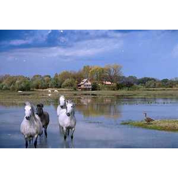 Cavalli bradi di Razza Camargue e, sullo sfondo, un punto di ristoro e il Museo dell'Anatra. Foto: Archivio del Corpo forestale regionale - Ecothema
