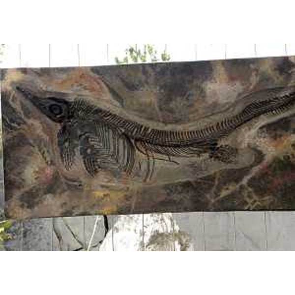 Sito fossilifero - Villaggio del Pescatore (TS) 03/09/2015