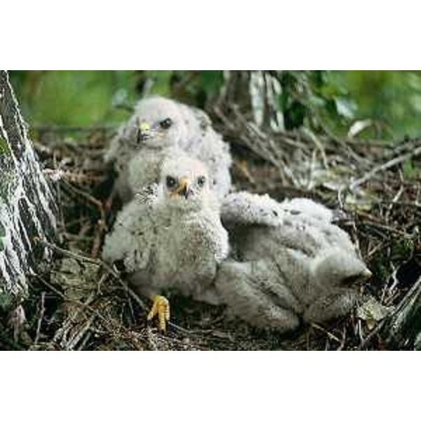 Piccoli di Poiana. Foto: Archivio del Corpo forestale regionale - Alessandro Di Daniel
