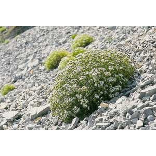 Drypis Spinosa ssp. Jaquiniana. Foto: Archivio del Corpo forestale regionale - Damijana Ota