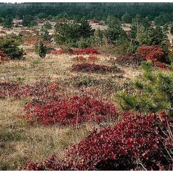 Landa Carsica. Foto: Archivio del Corpo forestale regionale - Damijana Ota