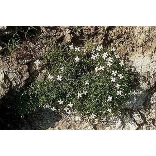 Moehringia Tommasini. Foto: Archivio del Corpo forestale regionale - Paolo Lenardon