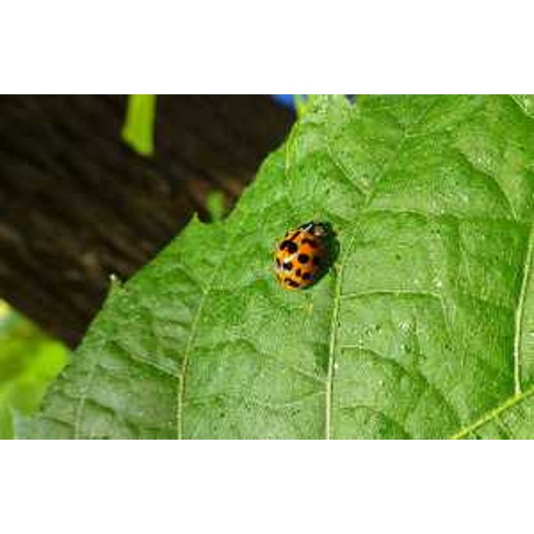 Coccinella arlecchino (Foto Riserva Naturale Regionale del Lago di Cornino)