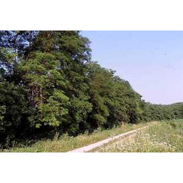 Il Bosco Averto. Foto: Archivio del Corpo forestale regionale - Archivio della Riserva della Valle Cavanata