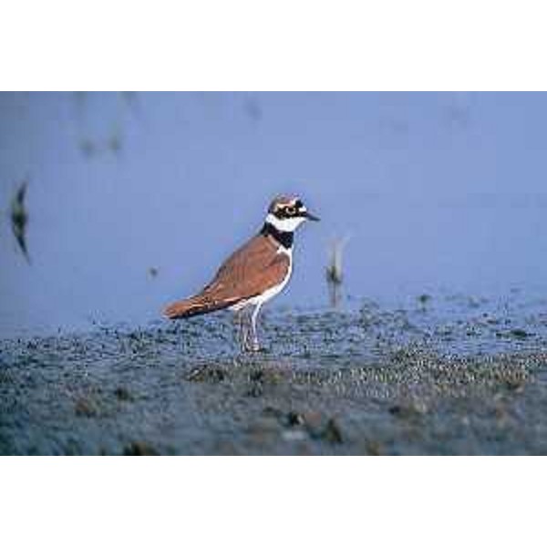 Corriere Piccolo. Foto: Archivio del Corpo forestale regionale - L.I.P.U.
