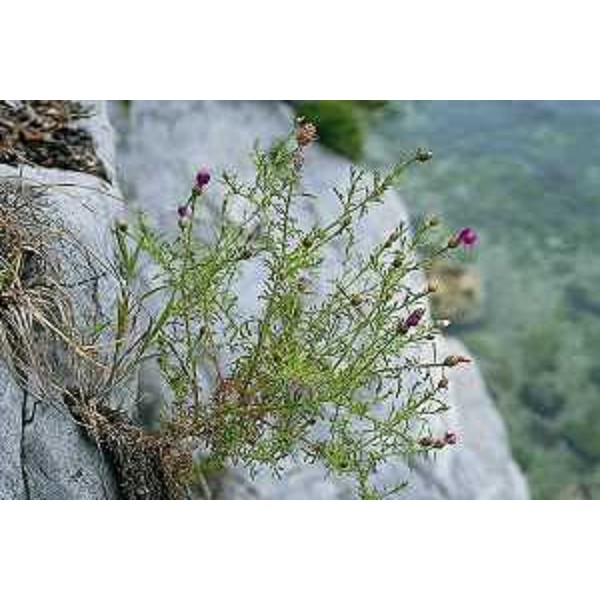 Centaurea Hartschiana. Foto: Archivio del Corpo forestale regionale - Paolo Lenardon