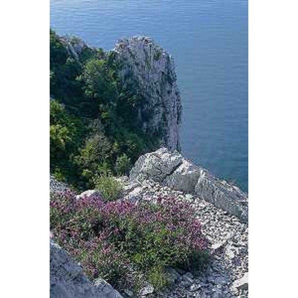 Salvia Officinalis. Foto: Archivio del Corpo forestale regionale - Paolo Lenardon