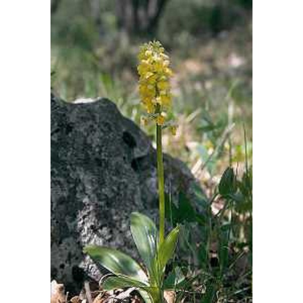 Orchis Pallens. Foto: Archivio del Corpo forestale regionale - Roberto Valenti