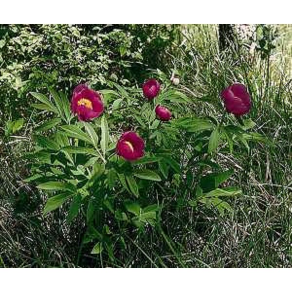 Paeonia Officinalis. Foto: Archivio del Corpo forestale regionale - Roberto Valenti
