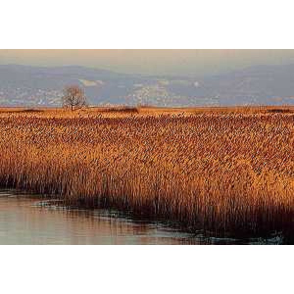 Canneto a Phragmites Australis. Foto: Archivio del Corpo forestale regionale - L.I.P.U.