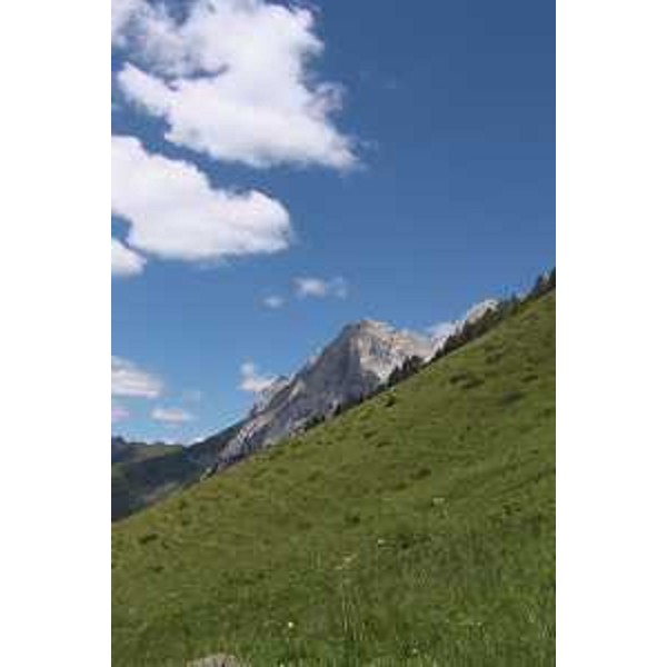Il Monte Volaia dal Pascolo di Morareto. Foto: Archivio del Corpo forestale regionale - Marco Pradella