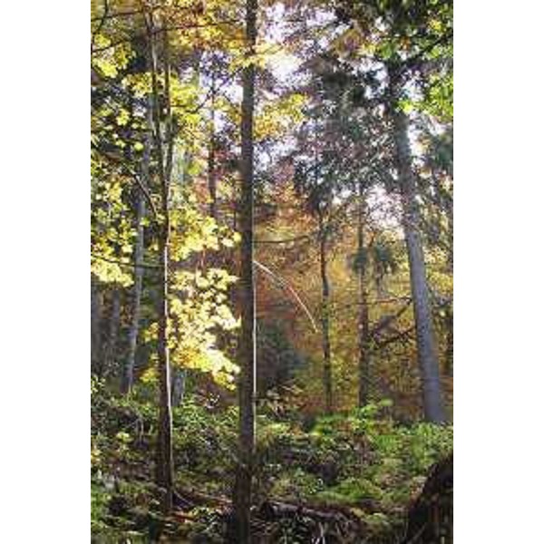 Bosco lungo il Sentiero del Passo Pura. Foto: Archivio del Corpo forestale regionale - Marco Pradella