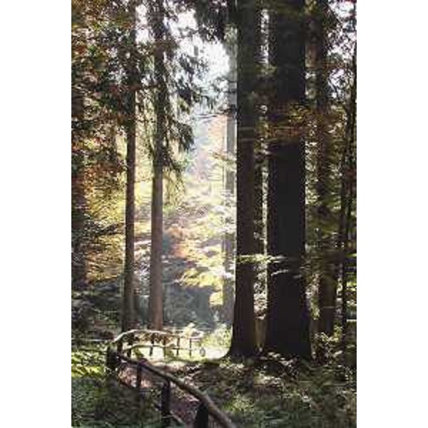 Bosco lungo il Sentiero del Passo Pura. Foto: Archivio del Corpo forestale regionale - Marco Pradella