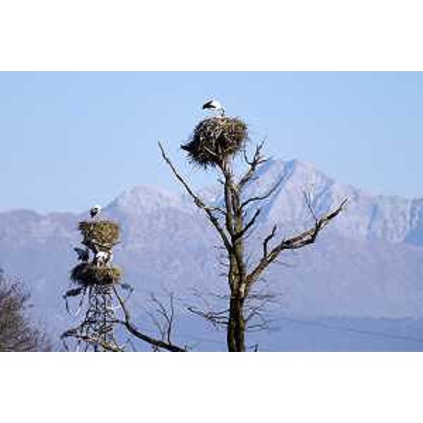 Nidi di cicogne a Fagagna (UD) - 01/01/2016