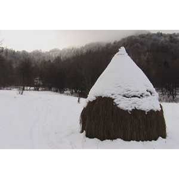 Covone sul Monte Joanaz. Foto: Archivio del Corpo forestale regionale - Marco Pradella