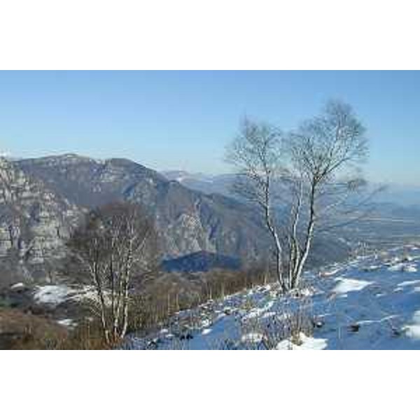 Betulle sullo Zuccul Supigna e, sullo sfondo, il Monte Jouf. Foto: Archivio del Corpo forestale regionale - Marco Pradella