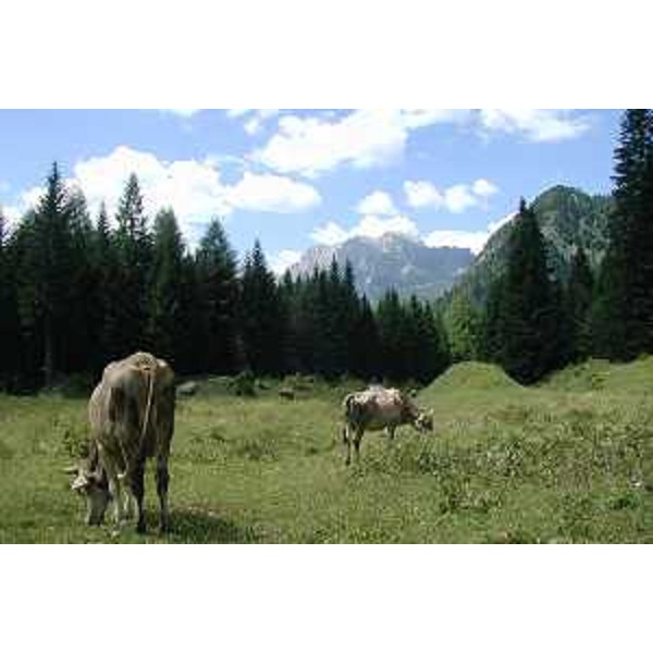 Mucche in Val Senons, verso Val Settimana. Foto: Archivio del Corpo forestale regionale - Marco Pradella