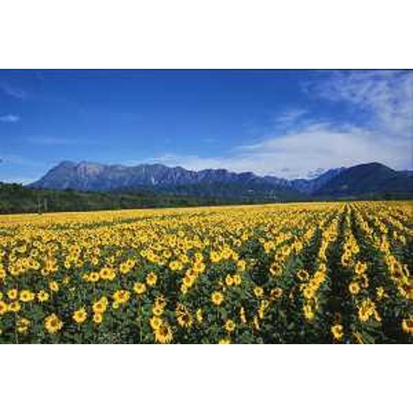 Coltivo a girasoli a Cavasso Nuovo (Pordenone) e, sullo sfondo, il Monte Raut. Foto: Archivio del Corpo forestale regionale - Marco Pradella