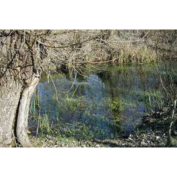 Un'olla delle Risorgive del Noncello a Cordenons (Pordenone). Foto: Archivio del Corpo forestale regionale - Marco Pradella 