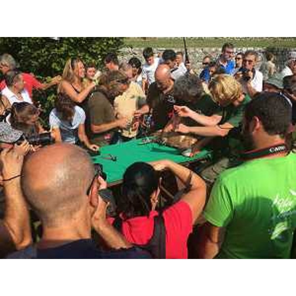 a manifestazione "Vivi e liberi di volare ... buon viaggio giovane grifone" alla Riserva naturale Lago di Cornino - Forgaria (UD) 04/09/2016