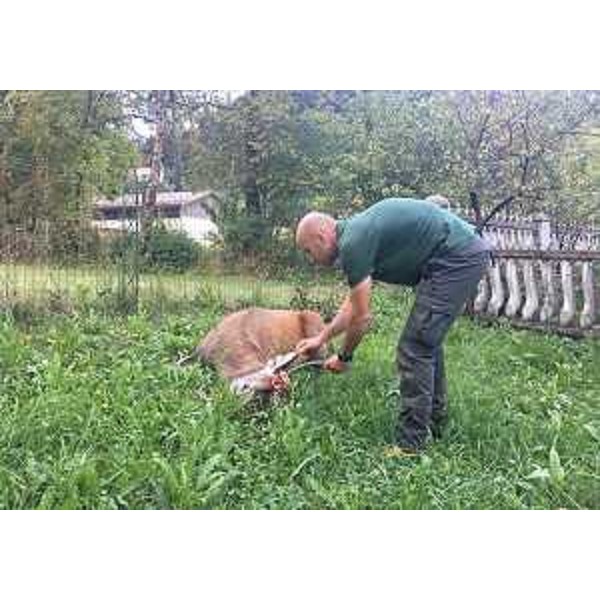 Il cervo liberato dal personale della Stazione forestale di Paluzza nel comprensorio di proprietà regionale di Collina Grande e Plotta - 19/09/2016