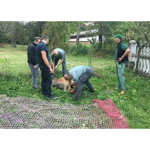 Il cervo liberato dal personale della Stazione forestale di Paluzza nel comprensorio di proprietà regionale di Collina Grande e Plotta - 19/09/2016