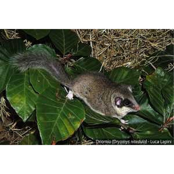 Driomio (Dryomys Nitedula) [Foto Luca Lapini]