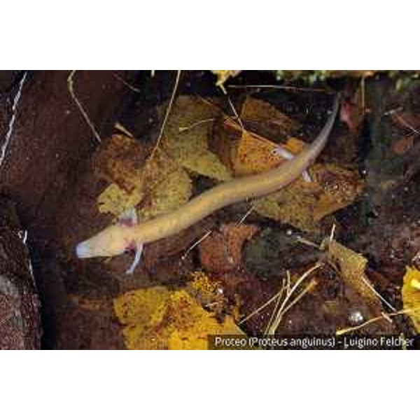 Proteo (Proteus Anguinus) [Foto Luigino Felcher]
