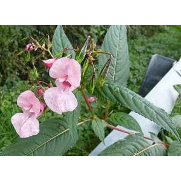 Impatiens Glandulifera, fiore e capsule