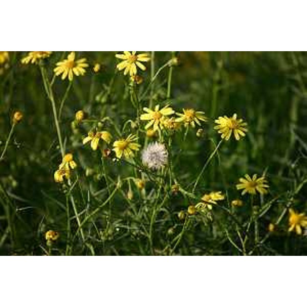 Senecio Inaequidens, fiori e semi con pappo