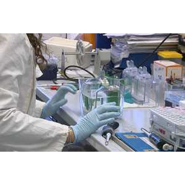 Laboratorio dell'International Centre for Genetic Engineering and Biotechnology / ICGEB - Trieste 19/01/2017