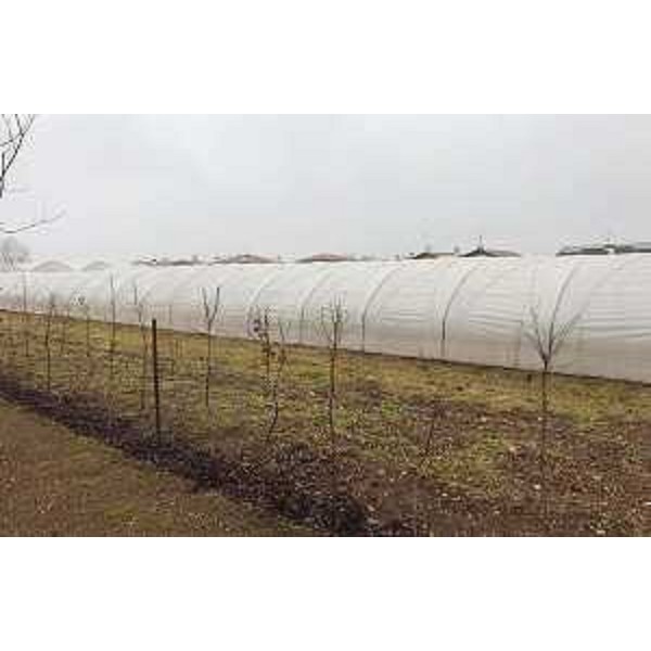 Spazi agricoli dell'Associazione La Viarte onlus - Santa Maria la Longa 02/02/2017