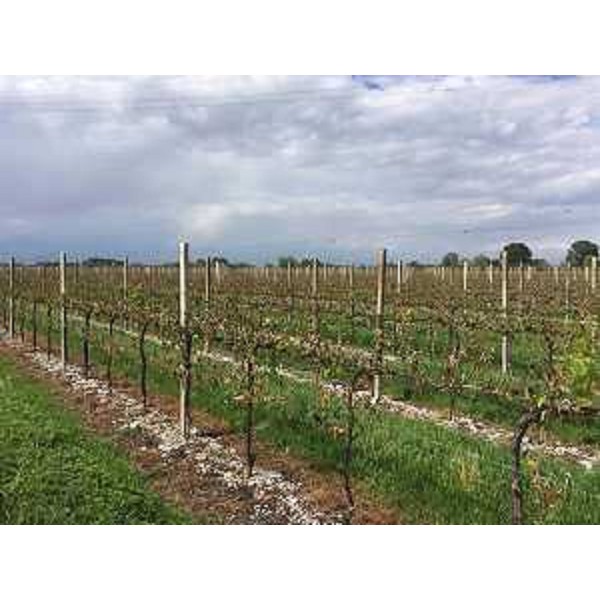 Vigneti regionali che hanno subito danni dalle recenti gelate - 28/04/2017