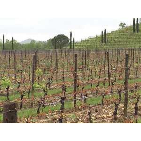 Vigneti regionali che hanno subito danni dalle recenti gelate - 28/04/2017