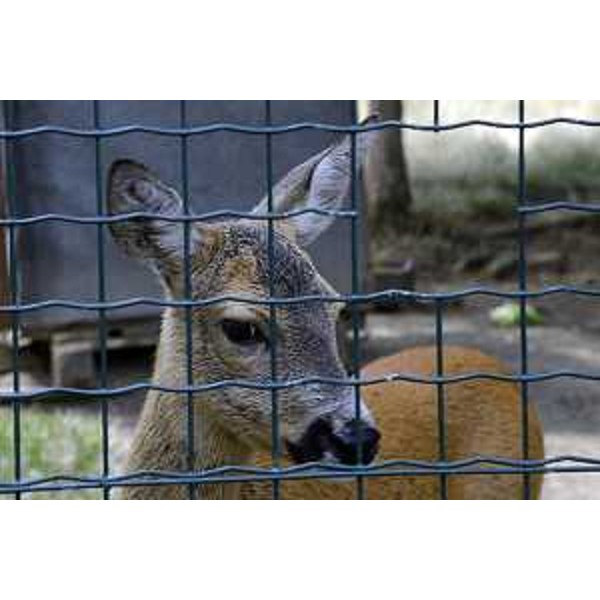 Sede della Sezione di Trieste dellEnte Nazionale Protezione Animali (ENPA), in via Marchesetti  03/07/2017