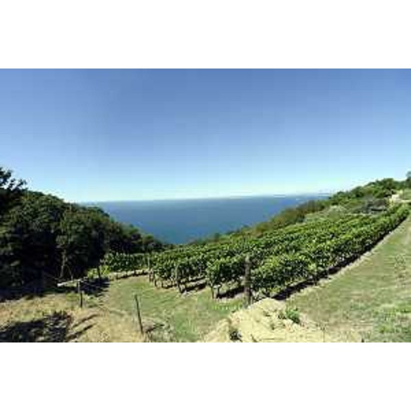 Un vigneto sul Carso - Duino Aurisina 25/07/2017