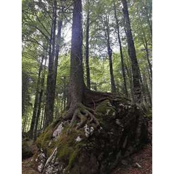 Abete rosso nel Bosco del Diavolo - Ampezzo (UD) 2017 (Foto Andrea Maroè)