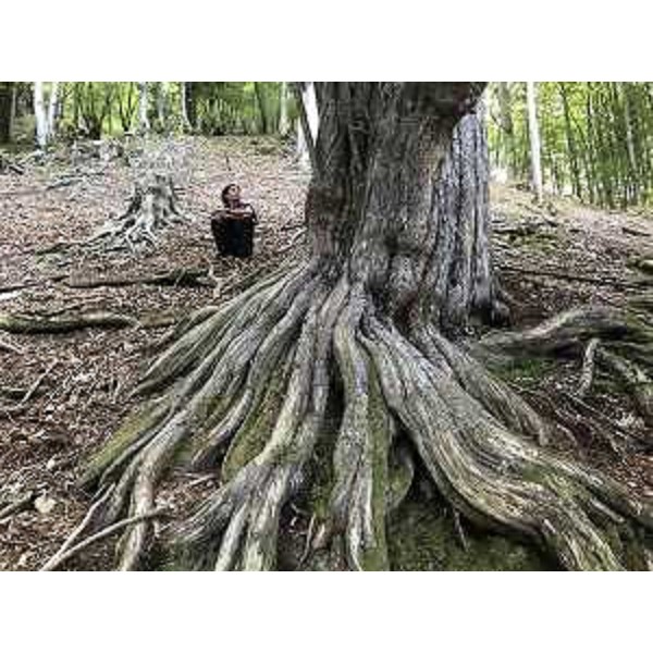 Tasso nel Bosco del Prescudin - Barcis (PN) 2017 (Foto Andrea Maroè)